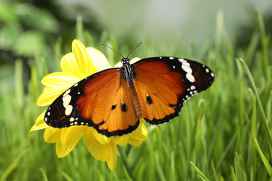 Beautiful painted lady butterfly on flower in garden