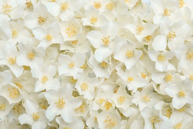 Beautiful white jasmine flowers as background, top view