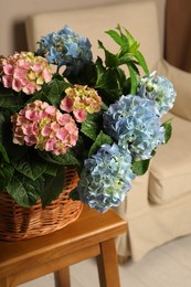 Beautiful hortensia flowers in basket on wooden table indoors