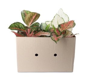Photo of Cardboard box with Aglaonema plants isolated on white. House decor