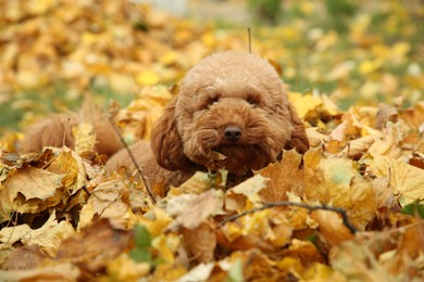 Cute dog near autumn dry leaves outdoors