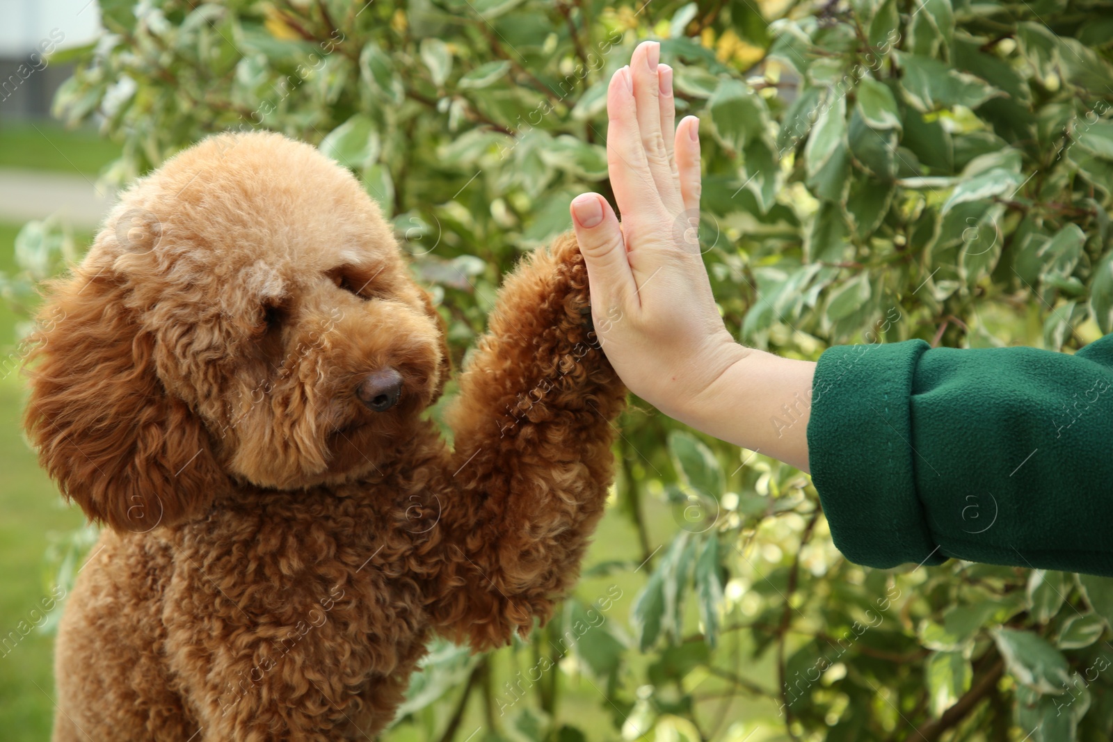 Photo of Cute Maltipoo dog giving high five to woman outdoors, closeup