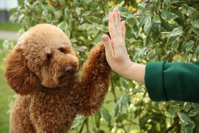 Photo of Cute Maltipoo dog giving high five to woman outdoors, closeup