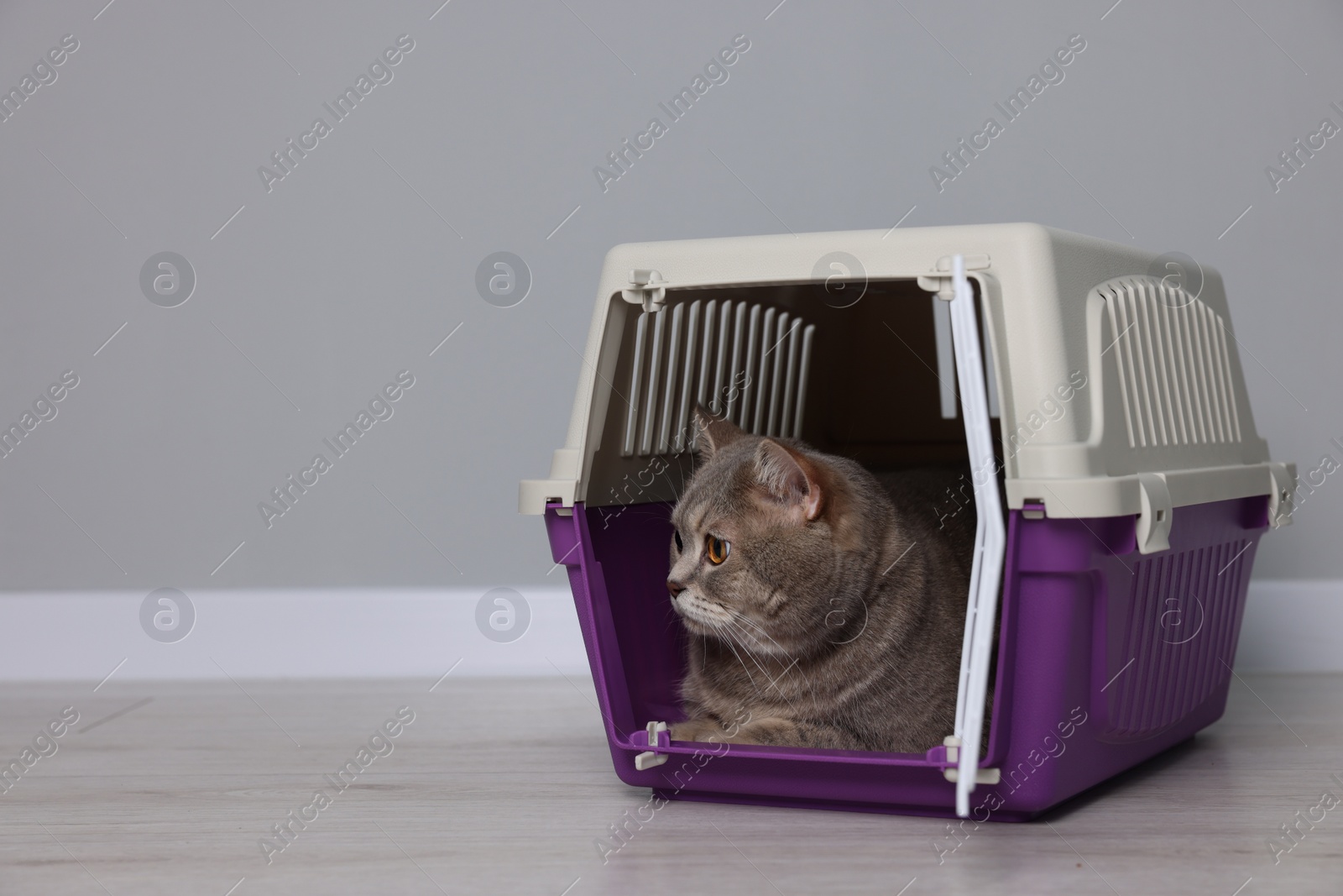 Photo of Travel with pet. Cute cat in carrier on floor near grey wall indoors, space for text