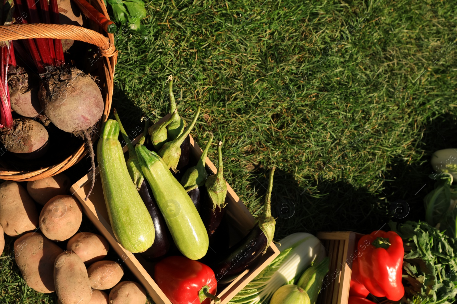 Photo of Different fresh ripe vegetables on green grass, flat lay. Space for text