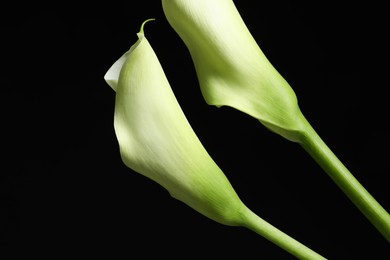 Photo of Beautiful calla lily flowers on black background, closeup