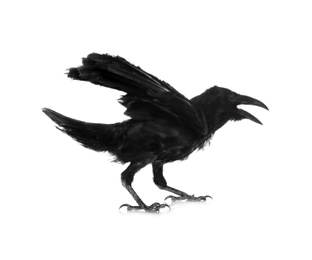 Photo of Beautiful black common raven on white background