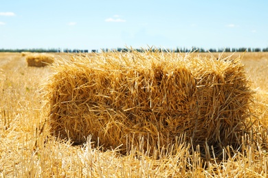 Photo of Cereal hay bale in field on sunny day. Grain farming