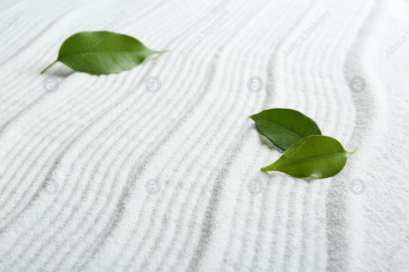 Photo of Zen rock garden. Wave pattern on white sand and green leaves, closeup