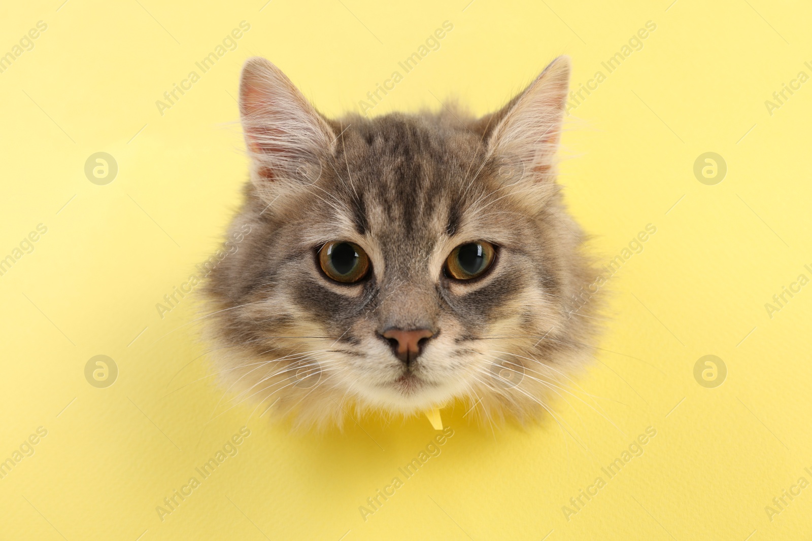 Photo of Cute cat looking through hole in yellow paper