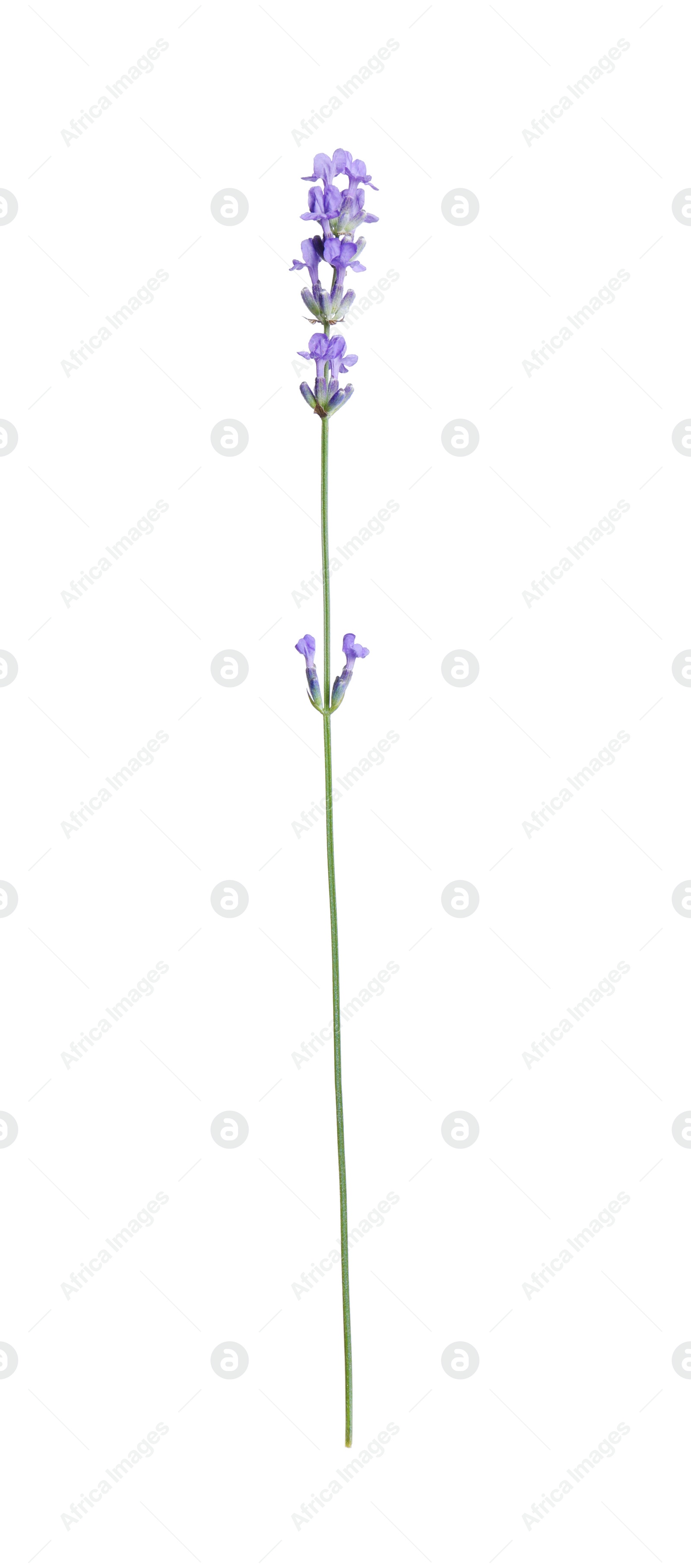 Photo of Beautiful blooming lavender flower isolated on white