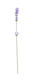 Beautiful blooming lavender flower isolated on white