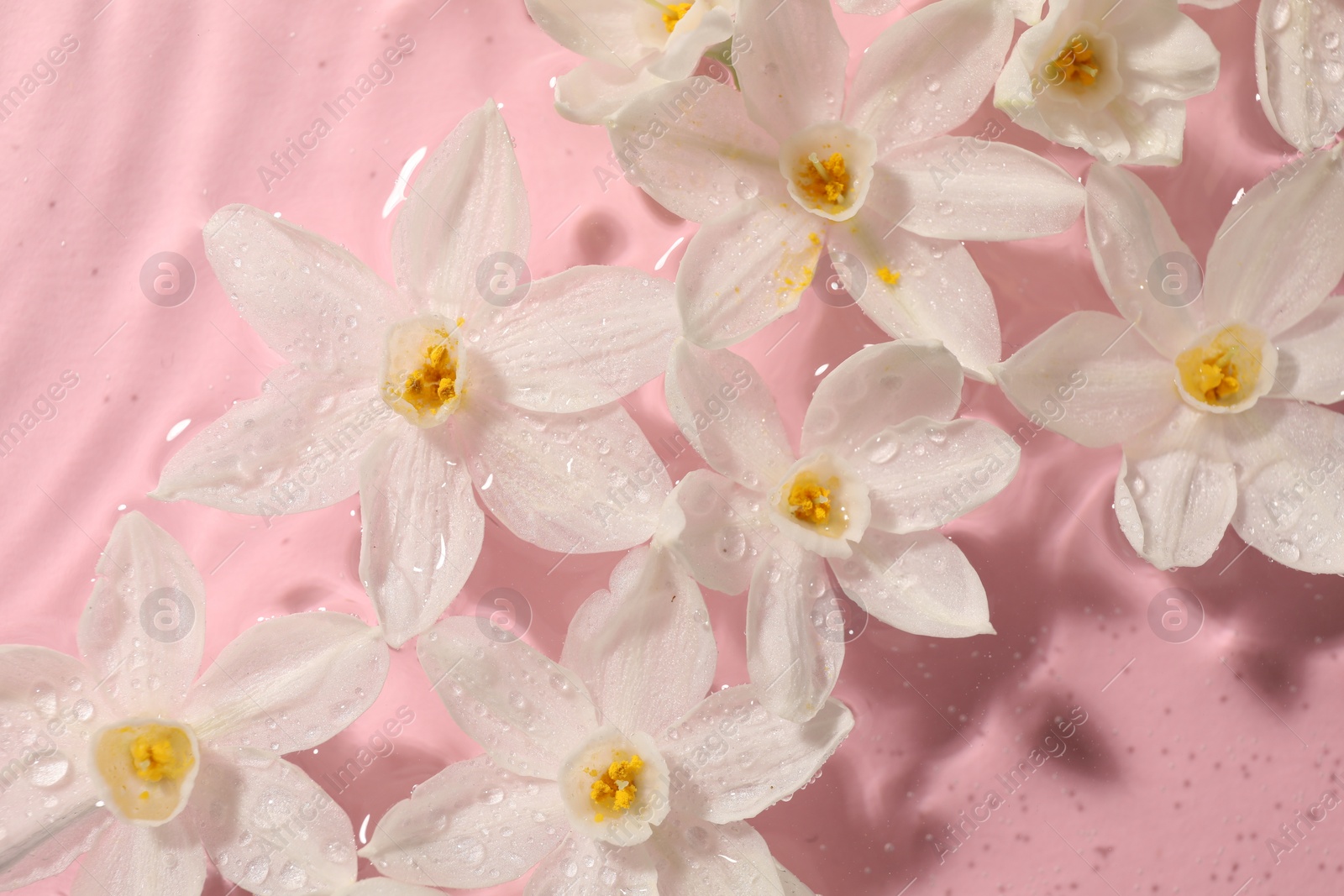 Photo of Beautiful daffodils in water on pink background, top view