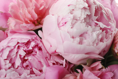 Closeup view of beautiful pink peony flowers