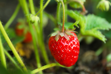 Photo of Strawberry plant with ripening berry growing in field, closeup