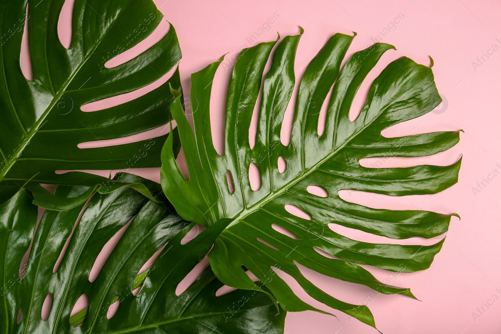 Photo of Fresh tropical monstera leaves on color background, top view