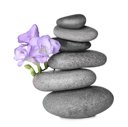 Stack of grey spa stones and fresh flowers isolated on white