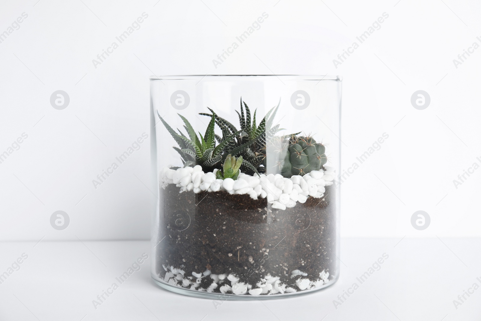 Photo of Glass florarium with different succulents on white background