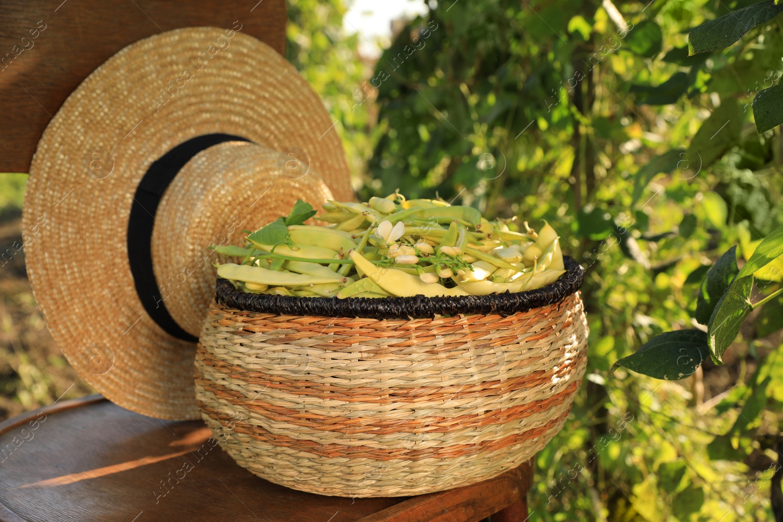 Photo of Wicker basket with fresh green beans and hat on wooden chair in garden