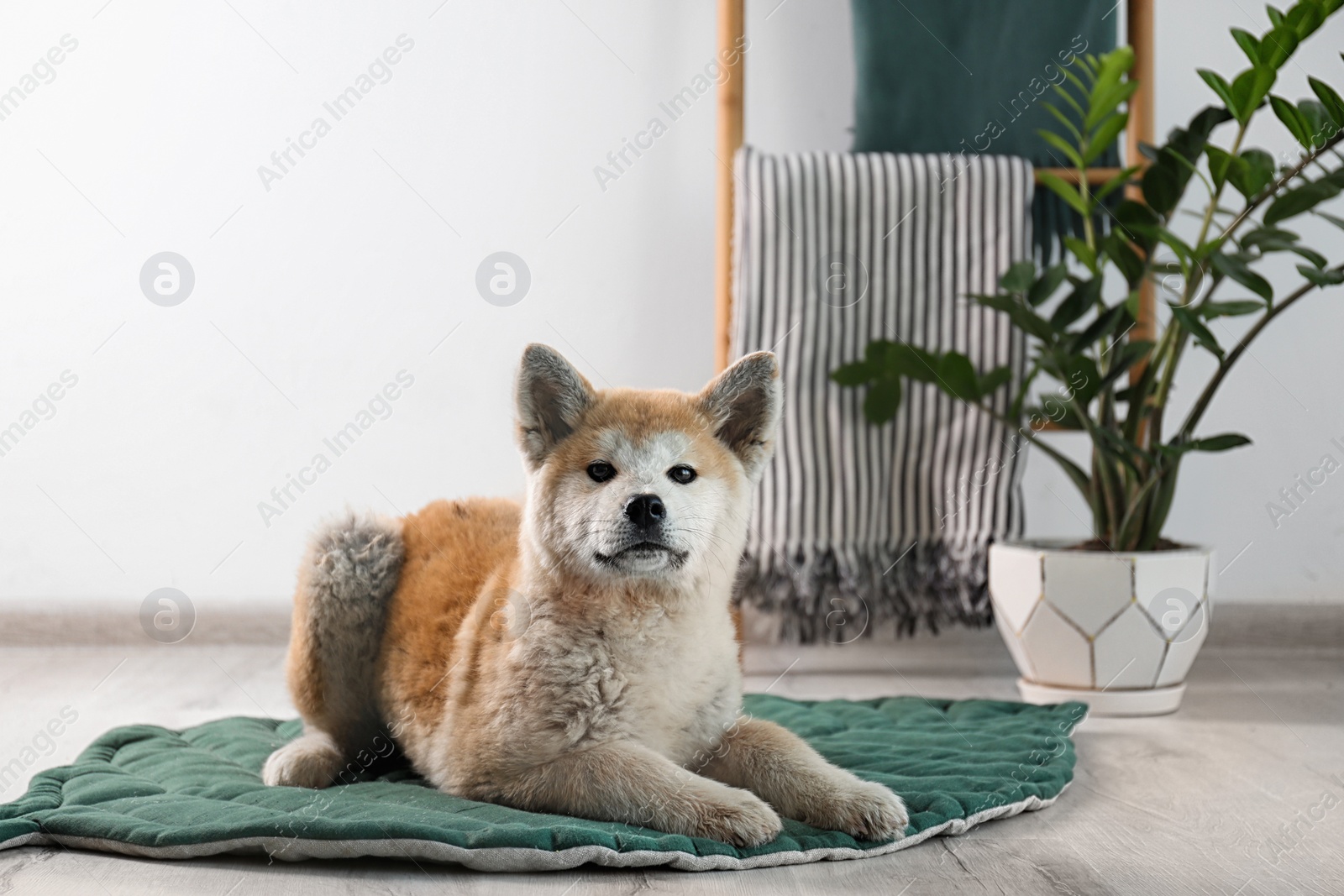 Photo of Cute Akita Inu dog on rug in room with houseplants. Space for text