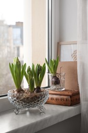 Photo of Beautiful bulbous plants on windowsill indoors. Spring time