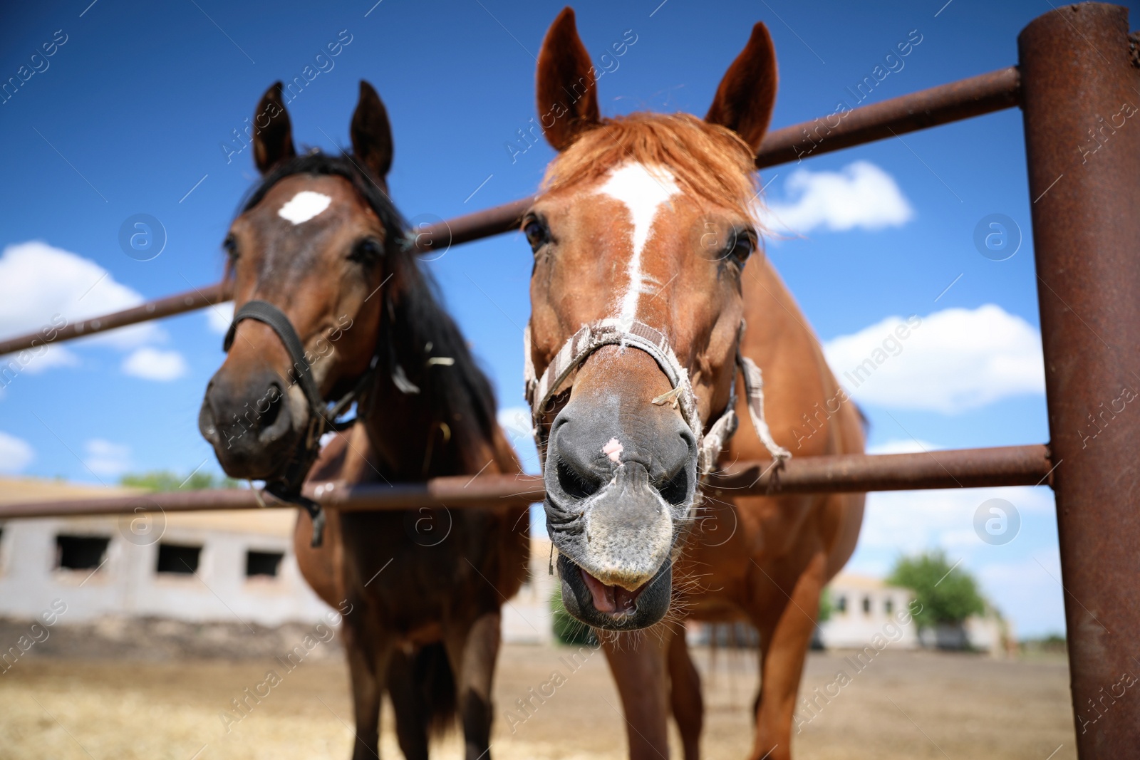 Photo of Chestnut horses at fence outdoors on sunny day, closeup. Beautiful pet