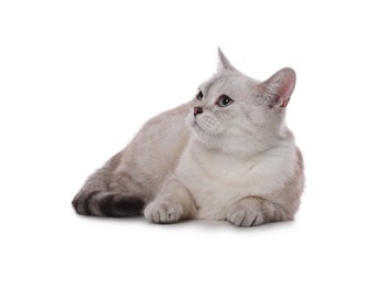 Cute British Shorthair cat on white background