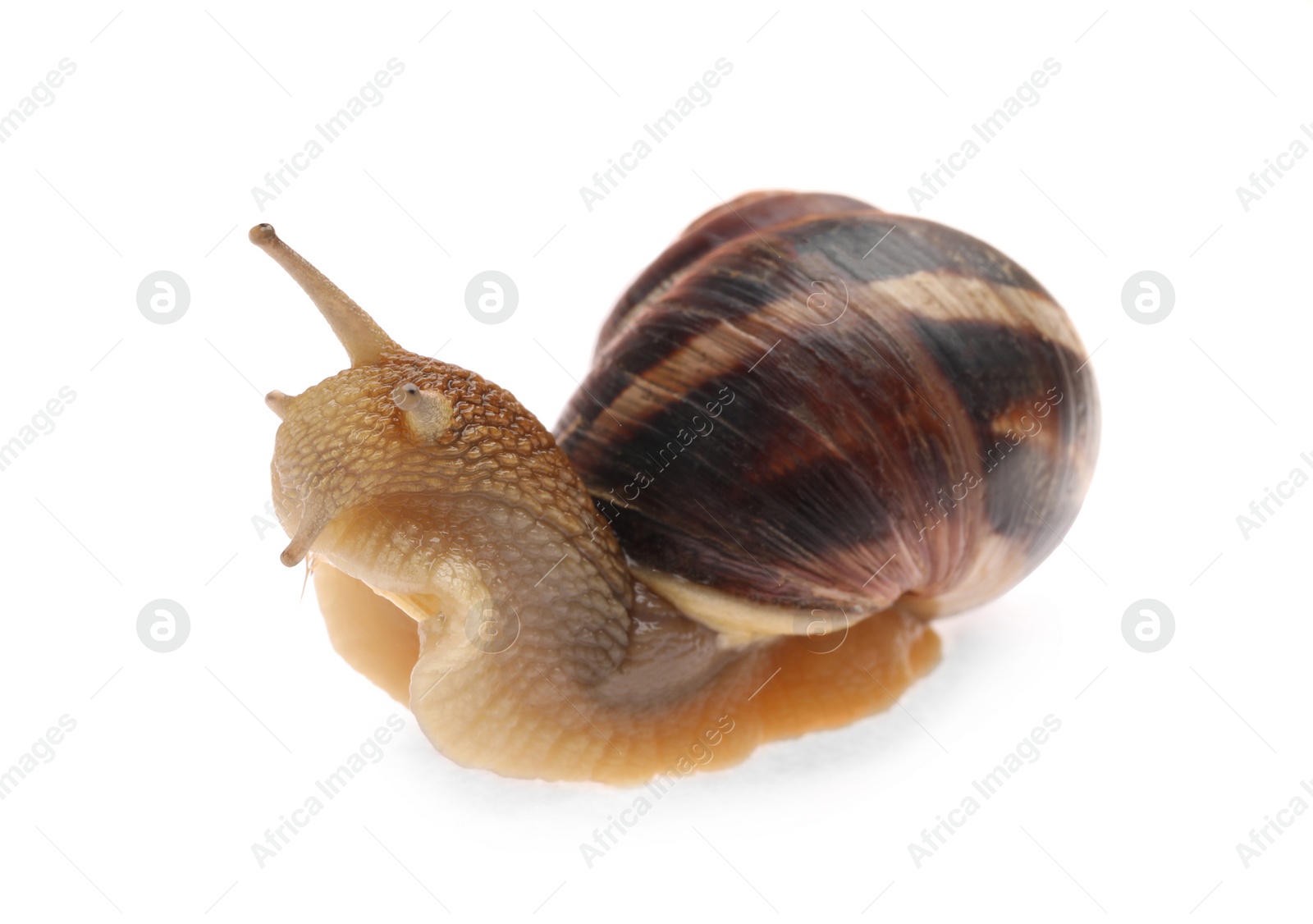 Photo of Common garden snail crawling on white background