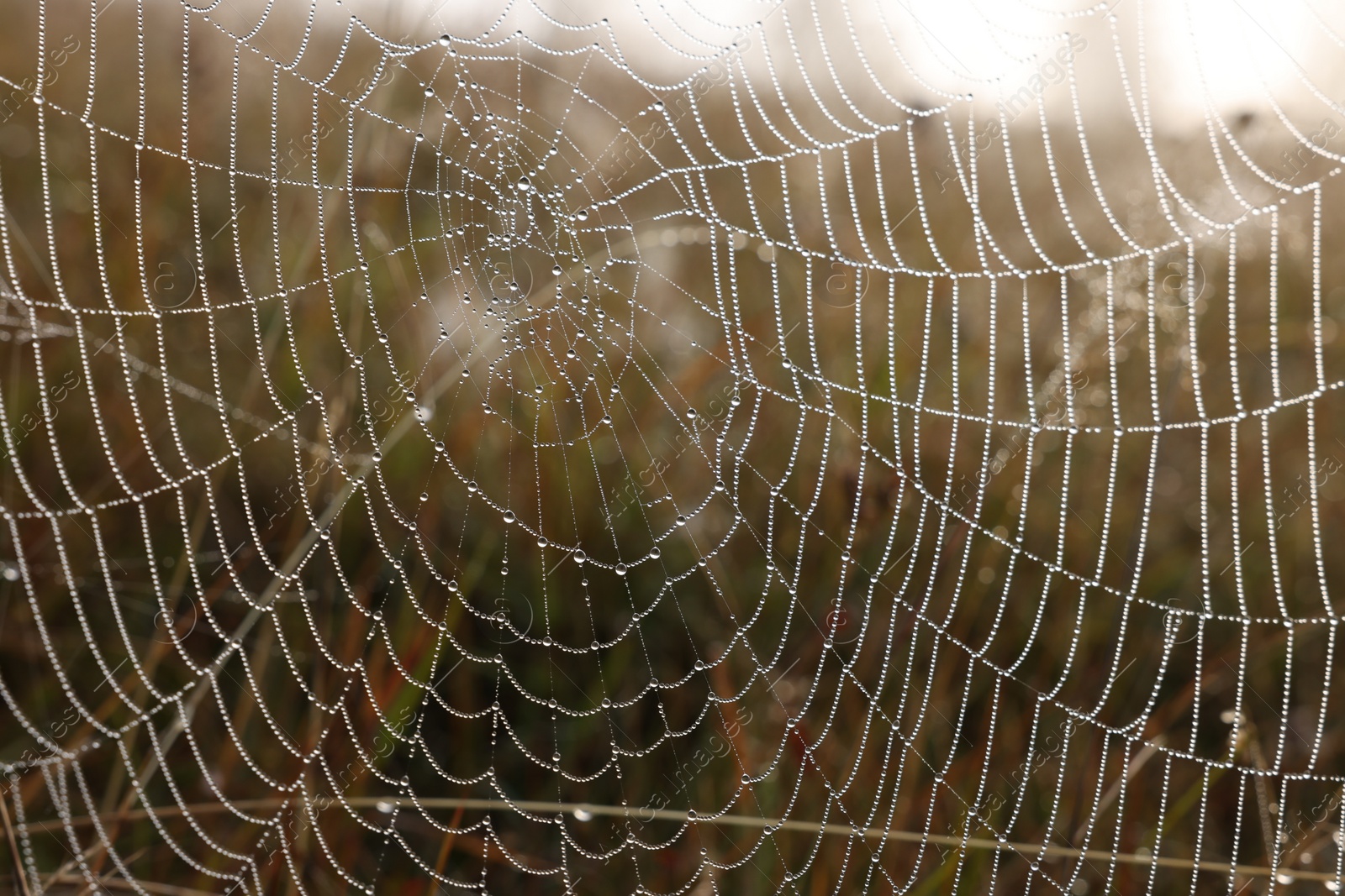 Photo of Closeup view of cobweb with dew drops on meadow