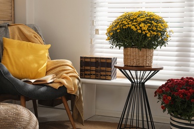Stylish room interior with beautiful fresh chrysanthemum flowers