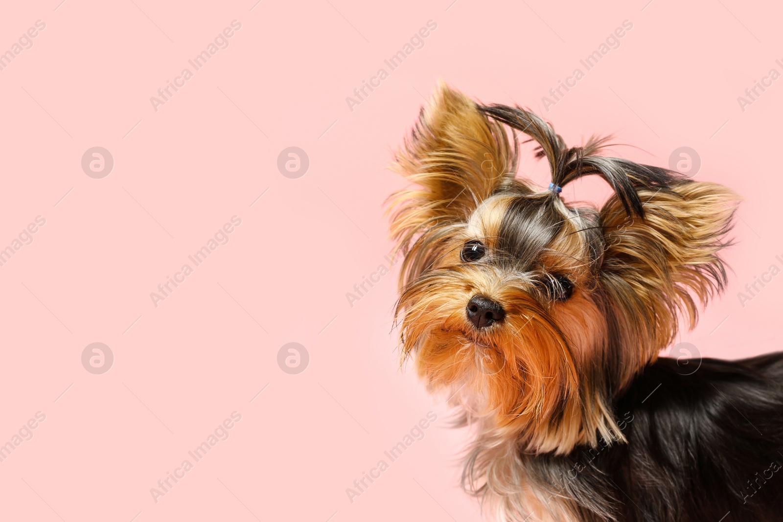 Photo of Adorable Yorkshire terrier on pink background, space for text. Cute dog