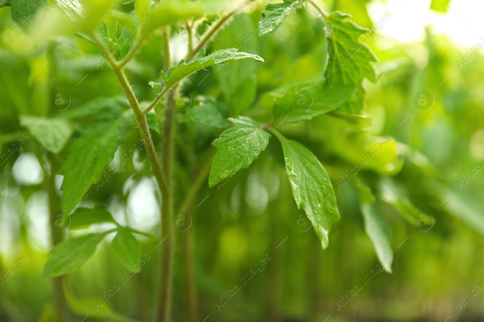 Photo of Green tomato seedlings on blurred background, closeup