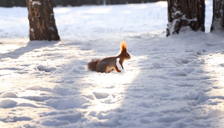Photo of Cute squirrel on snow outdoors. Winter season