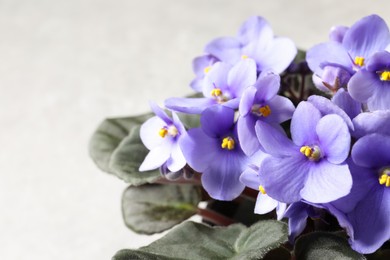 Photo of Beautiful violet on light grey background. Plant for house decor