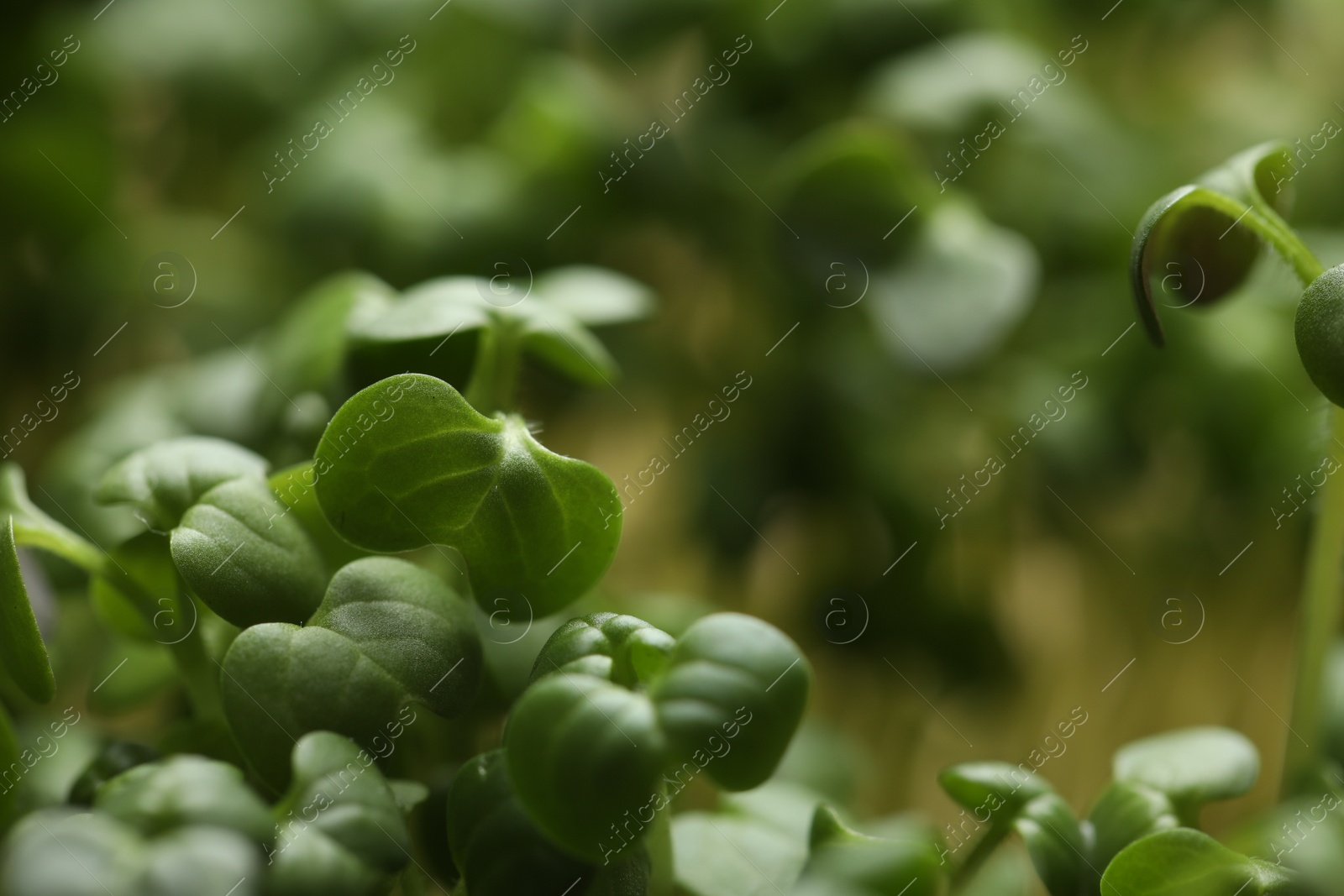 Photo of Sprouted arugula seeds as background, closeup view