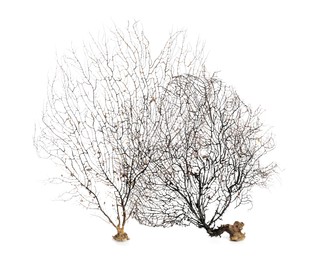 Beautiful exotic branching corals on white background