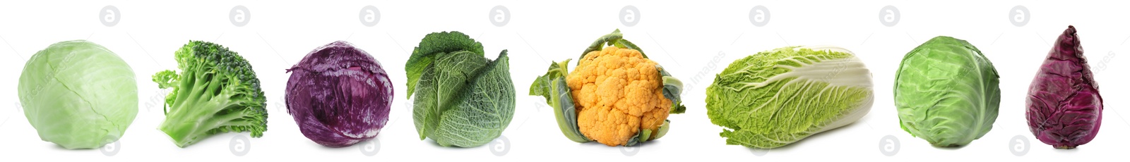 Image of Set with assortment of cabbages on white background. Banner design