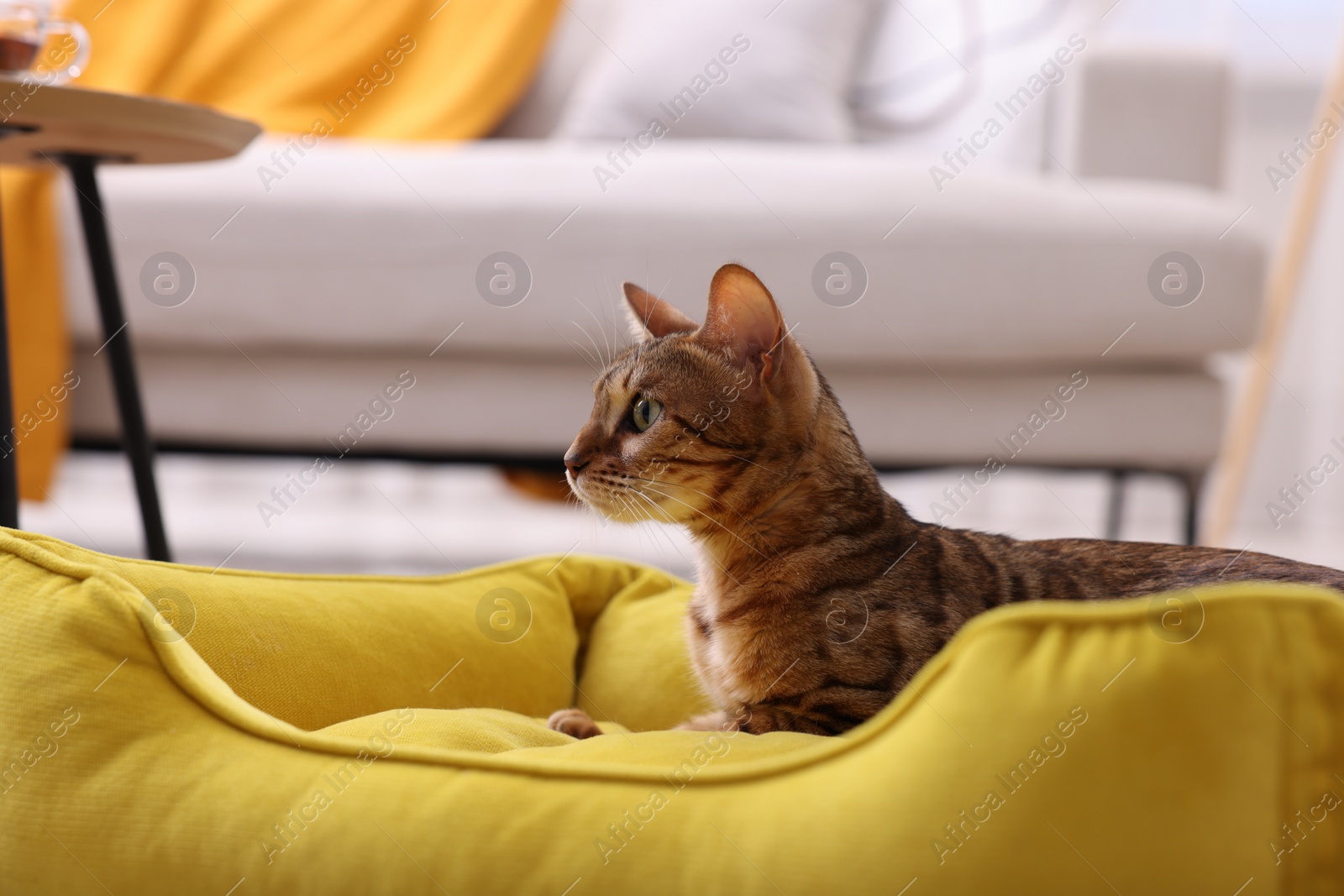 Photo of Cute Bengal cat lying on pet bed at home