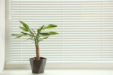 Beautiful potted plant on sill near window blinds, space for text