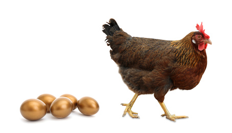 Chicken and golden eggs on white background