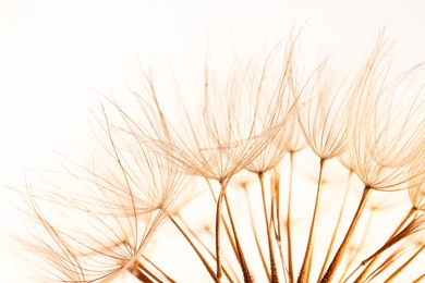 Dandelion seeds on light background, close up