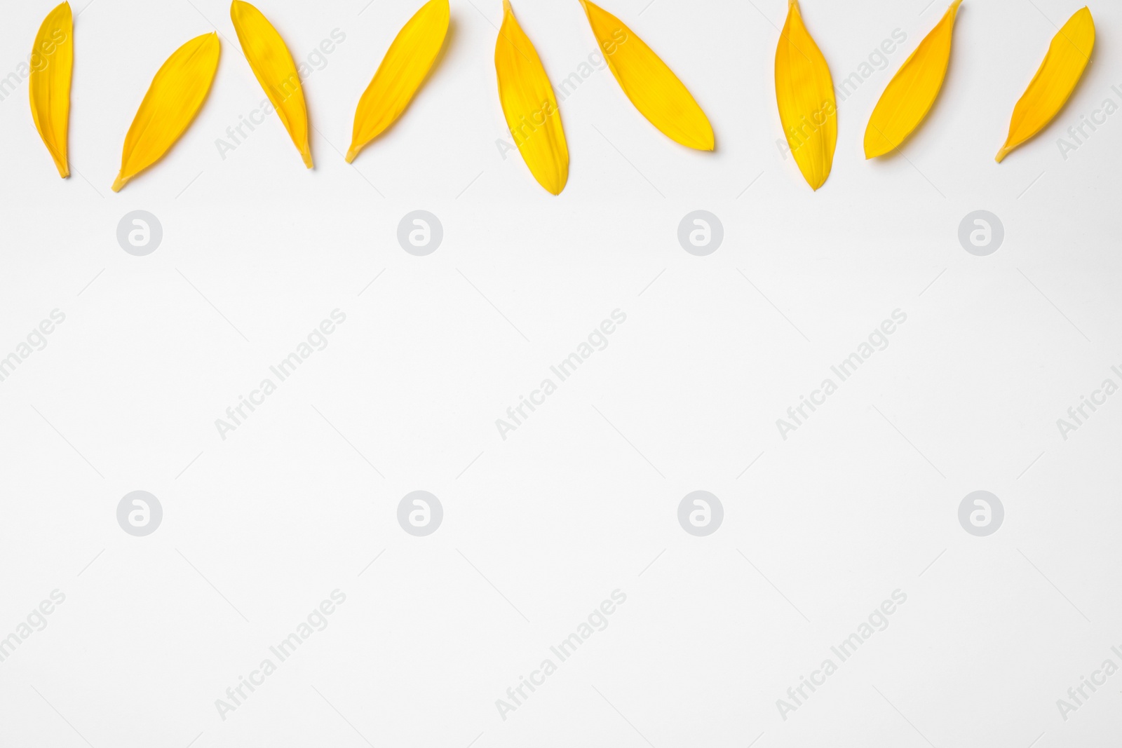 Photo of Fresh yellow sunflower petals isolated on white, top view