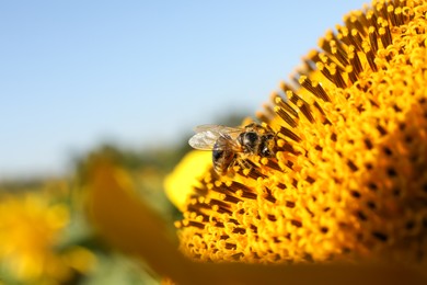 Photo of Honeybee collecting nectar from sunflower against light blue sky, closeup. Space for text