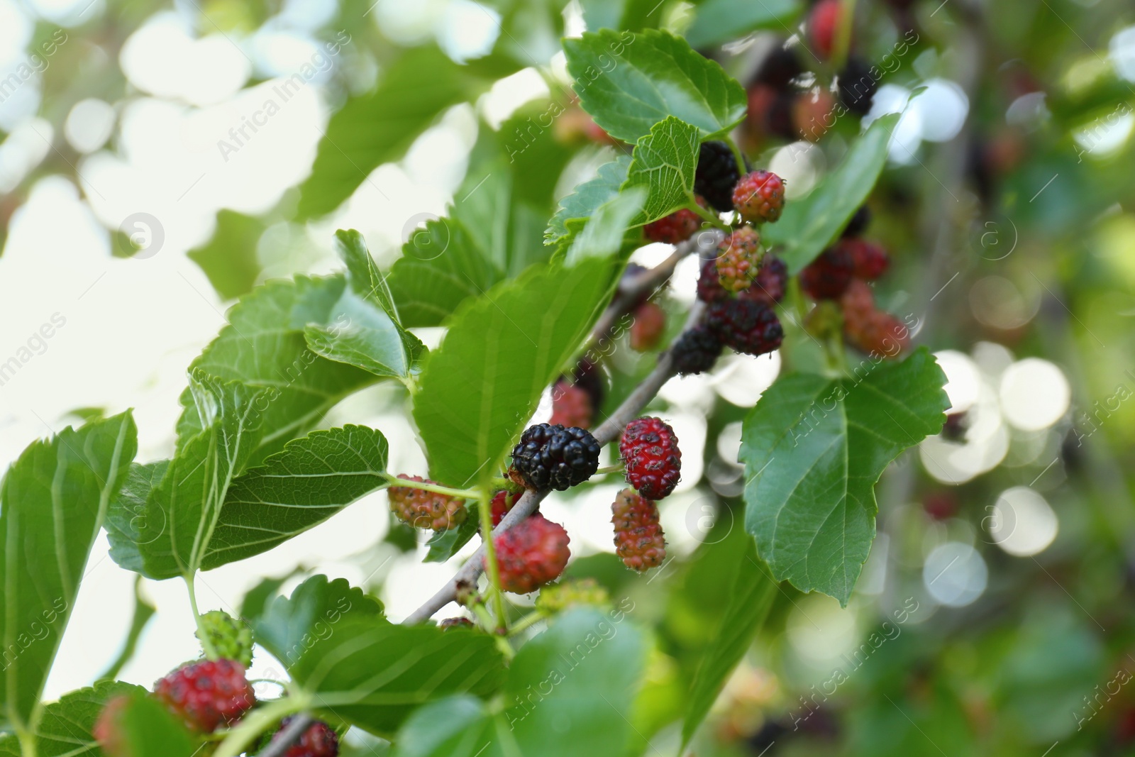 Photo of Tree branch with unripe mulberries and green leaves outdoors