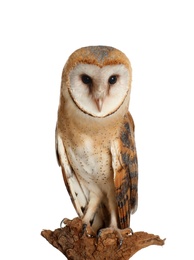 Photo of Beautiful common barn owl on twig against background