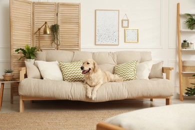 Photo of Adorable Golden Retriever dog on sofa in living room