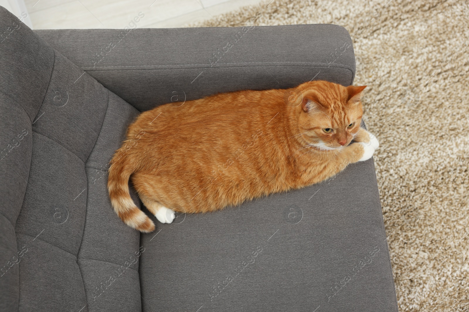 Photo of Cute ginger cat lying on armchair at home, above view