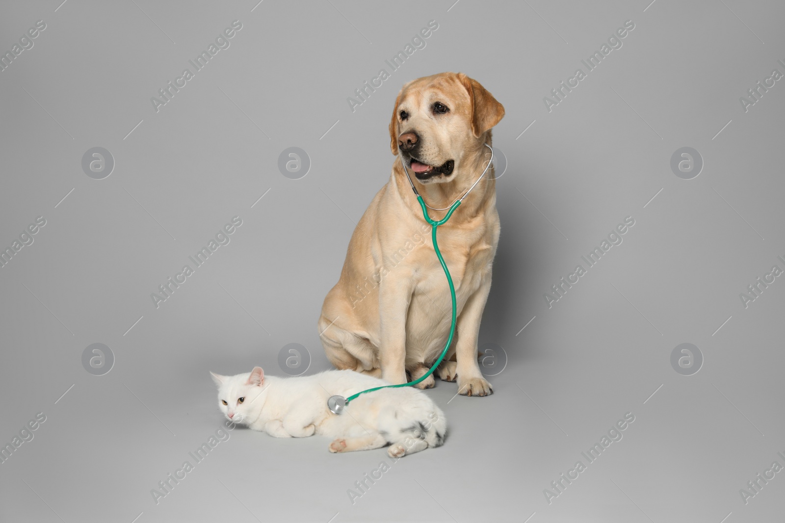 Photo of Cute Labrador dog with stethoscope as veterinarian and cat on grey background