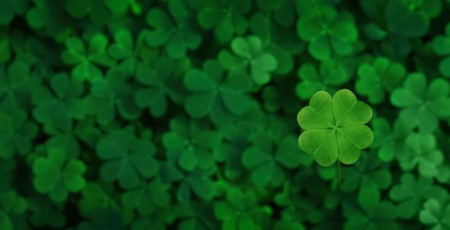 Image of Beautiful fresh green clover leaves, top view. Banner design 