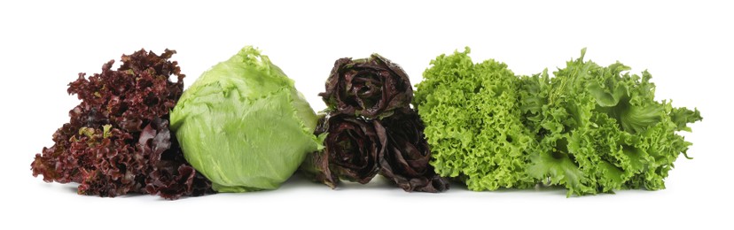 Different sorts of lettuce on white background